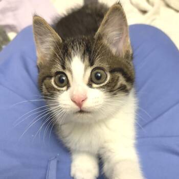 Indigo -  Domestic Short Hair Cat for Adoption in Fort Wayne, Indiana - Indigo | PetCurious