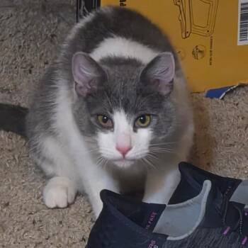 Domestic Short Hair Cats Available for Adoption - Furball | PetCurious