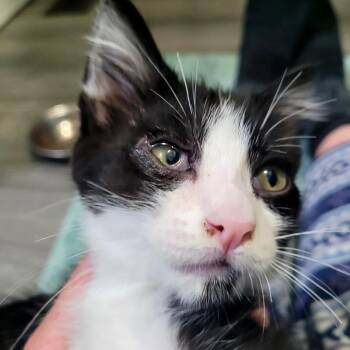 Jessie -  Domestic Short Hair Cat Available for Adoption in Belfair, Washington - Jessie | PetCurious