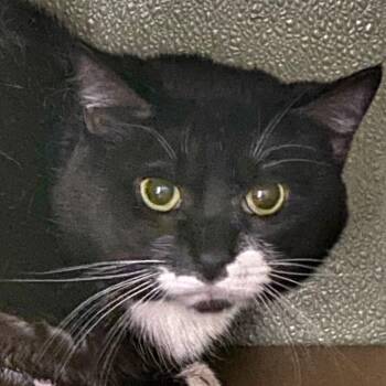 American Shorthair Cats Available for Adoption - Chorizo | PetCurious