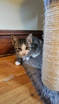 Cerulean Sea: Talia -  Tabby Cat for Adoption - Cerulean Sea: Talia | PetCurious