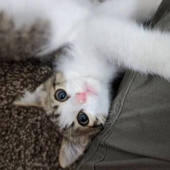 Rescue Domestic Short Hair Cats for Adoption in Poplar Bluff, Missouri - Judah | PetCurious