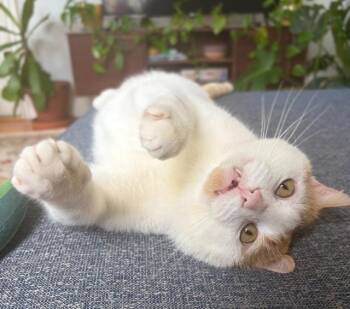 Pepper Jack -  Domestic Short Hair Cat Available for Adoption in Pawtucket, Rhode Island - Pepper Jack | PetCurious
