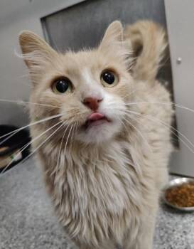 Ginger -  Domestic Long Hair Cat for Adoption in Fruit Heights, Utah - Ginger | PetCurious