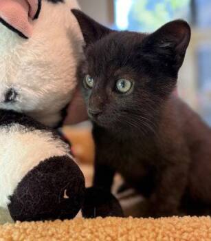 Oli Sykes -  Domestic Short Hair Cat for Adoption in Midland, Virginia - Oli Sykes | PetCurious