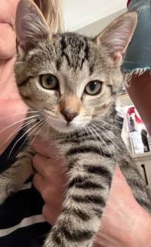 Oopy Goopy -  Domestic Short Hair Cat for Adoption in Raleigh, North Carolina - Oopy Goopy | PetCurious