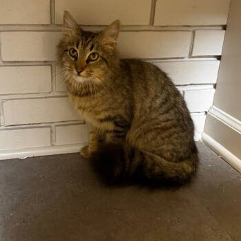 Domestic Medium Hair Cats Available for Adoption - TUSC-Stray-83593 | PetCurious