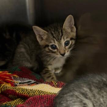 Ally -  Domestic Short Hair Cat for Adoption in Fort Smith, Arkansas - Ally | PetCurious