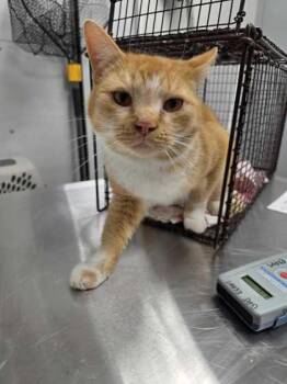 Domestic Short Hair Cats Available for Adoption in Sevierville, Tennessee - Jolteon | PetCurious