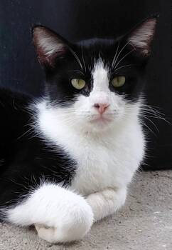 Knuckles -  Domestic Short Hair Cat for Adoption in Paris, Kentucky - Knuckles | PetCurious