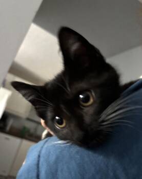 Remi -  Domestic Short Hair Cat for Adoption in Lafayette, Colorado - Remi | PetCurious