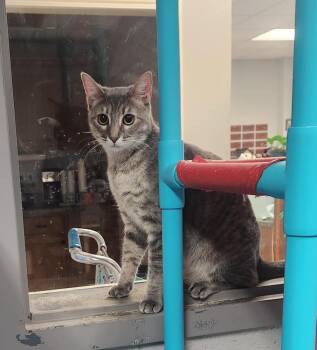 Domestic Short Hair and Tabby Cats Available for Adoption - MONTANA | PetCurious