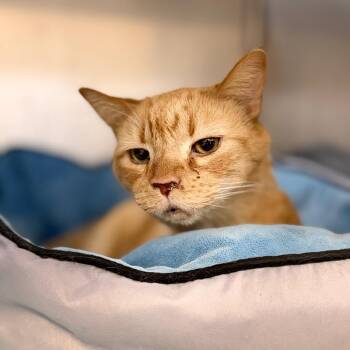Regal -  Domestic Short Hair Cat for Adoption in Portage, Michigan - Regal | PetCurious