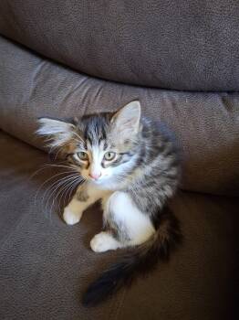 C324 Litter Gizmo -  Domestic Medium Hair and Tabby Cat Available for Adoption in Livonia, Michigan - C324 Litter Gizmo | PetCurious