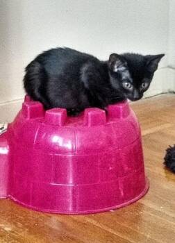 Rescue Domestic Short Hair Cats for Adoption in San Andreas, California - Earl | PetCurious