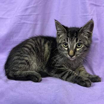 Gasket -  Domestic Medium Hair Cat for Adoption in Coos Bay, Oregon - Gasket | PetCurious