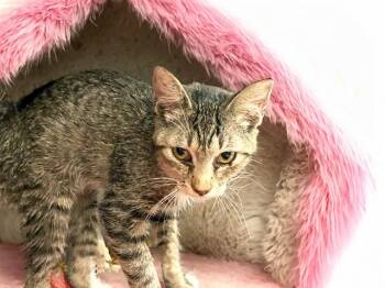Domestic Short Hair Cats Available for Adoption - LILY | PetCurious