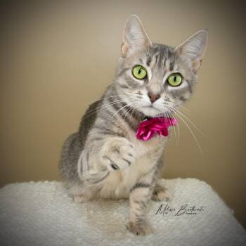 Domestic Short Hair Cats Available for Adoption in Calgary, Alberta - Spazz | PetCurious