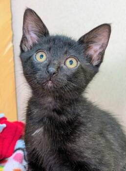 Evangeline -  Domestic Short Hair Cat for Adoption in Bellevue, Washington - Evangeline | PetCurious