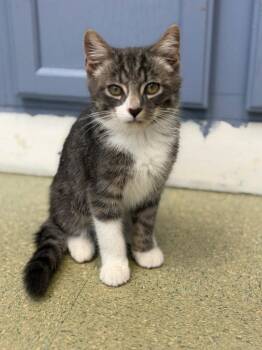 Edward -  Domestic Medium Hair Cat for Adoption in Lovingston, Virginia - Edward | PetCurious