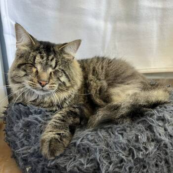 Rescue Domestic Short Hair Cats for Adoption in Pasadena, Maryland - Crackers | PetCurious