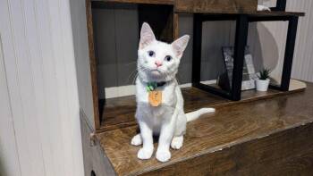 Domestic Short Hair Cats Available for Adoption in Lewisburg, Pennsylvania - Emerson | PetCurious