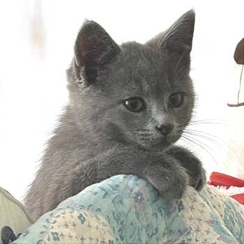 Anita -  Domestic Short Hair Cat for Adoption in Fredericksburg, Virginia - Anita | PetCurious