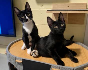 Bo Peep BONDED with Slinky -  Domestic Short Hair Cat for Adoption in Phoenix, Arizona - Bo Peep BONDED With Slinky | PetCurious