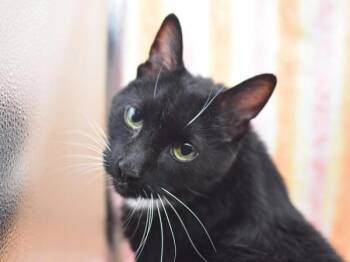 Domestic Short Hair Cats Available for Adoption - Rothbart | PetCurious