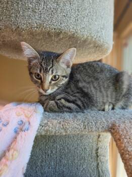 Basil -  Tabby Cat for Adoption in Woodinville, Washington - Basil | PetCurious
