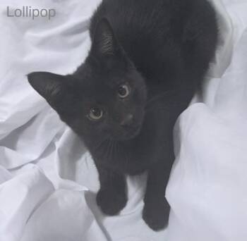 Rescue Domestic Short Hair Cats for Adoption in Sunrise, Florida - Lollipop | PetCurious