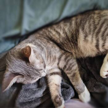 Domestic Medium Hair Cats Available for Adoption in Roanoke, Virginia - Navi | PetCurious