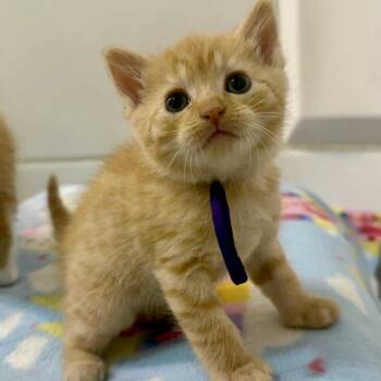 Rescue Domestic Short Hair Cats for Adoption in Woodstock, Virginia - Charlotte Miller | PetCurious