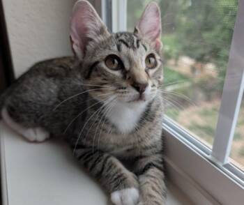 Gilgamesh -  Domestic Short Hair Cat Available for Adoption in Fort Collins, Colorado - Gilgamesh | PetCurious