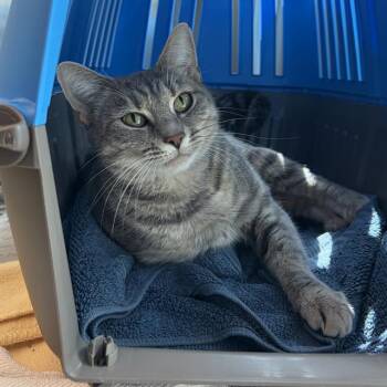 LUCY -  Domestic Short Hair Cat for Adoption in Barnstable, Massachusetts - LUCY | PetCurious