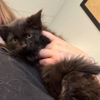 Rock -  Domestic Long Hair Cat for Adoption in Watertown, New York - Rock | PetCurious