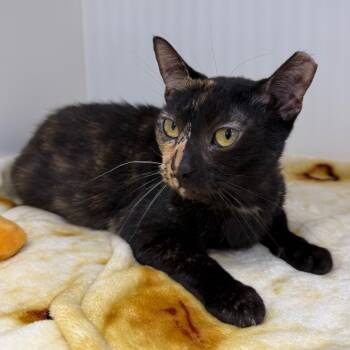 Rescue Domestic Short Hair Cats for Adoption in Clearwater, Florida - Oskaria | PetCurious