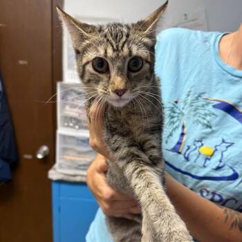 Sky -  Domestic Short Hair Cat Available for Adoption in Wahiawa, Hawaii - Sky | PetCurious