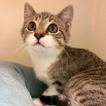 71314 -  Domestic Short Hair Cat for Adoption in Harrisonburg, Virginia - 71314 | PetCurious