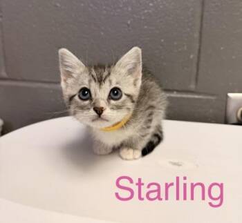 Starling -  Domestic Short Hair Cat for Adoption in Fort Worth, Texas - Starling | PetCurious