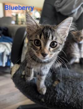 BLUEBERRY Kitten (m) -  Domestic Long Hair Cat Available for Adoption in New Bern, North Carolina - BLUEBERRY Kitten (m) | PetCurious