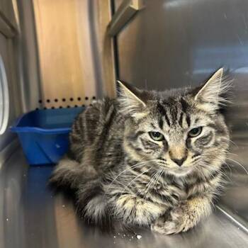 Domestic Short Hair Cats Available for Adoption in Knoxville, Tennessee - Fabio | PetCurious