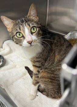 Domestic Short Hair Cats Available for Adoption in Atlanta, Georgia - Luna | PetCurious