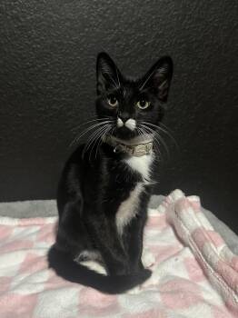Domestic Short Hair Cats Available for Adoption in Dallas, Texas - Kenobi | PetCurious