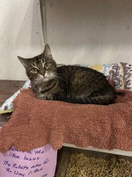 Rescue Domestic Short Hair Cats for Adoption in Saint James City, Florida - Sally | PetCurious