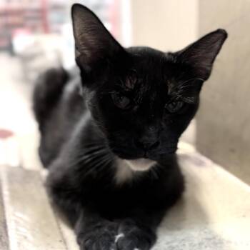 Sweetie Pie -  Domestic Short Hair Cat for Adoption in Midland, Texas - Sweetie Pie | PetCurious