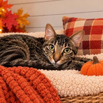 Sebastian -  Domestic Short Hair Cat for Adoption in Hopkinton, Massachusetts - Sebastian | PetCurious