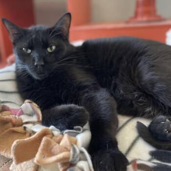 Frodo -  Domestic Short Hair and Mixed Breed Cat for Adoption in West Des Moines, Iowa - Frodo | PetCurious