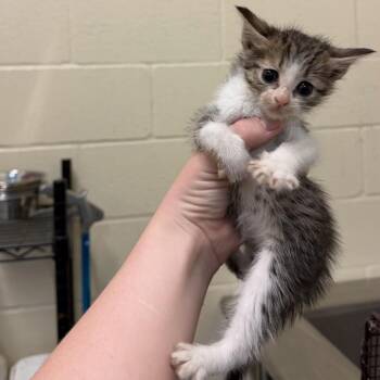 Wasabi -  Domestic Short Hair Cat for Adoption in Lufkin, Texas - Wasabi | PetCurious