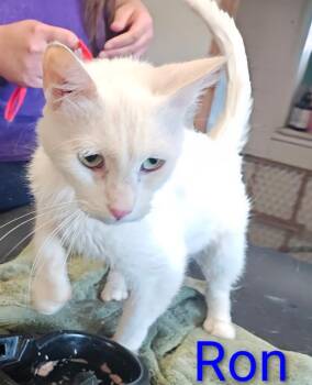 Ron -  Domestic Medium Hair Cat for Adoption in Mena, Arkansas - Ron | PetCurious